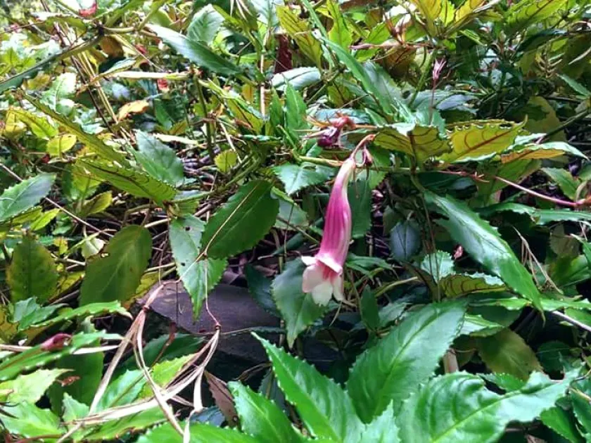 Lysionotus petelotii