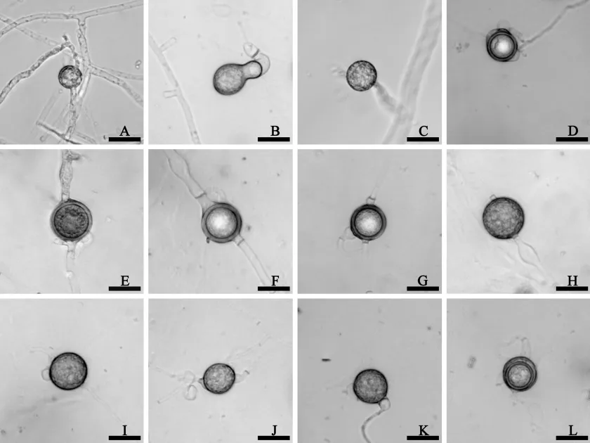 Globisporangium abappressorium