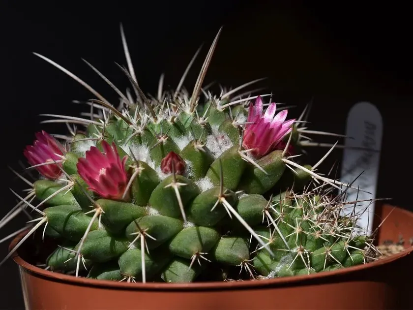 Mammillaria hybrids