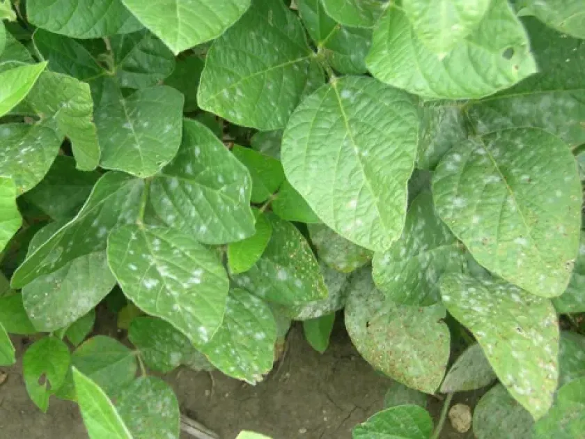 Powdery mildew of soybean