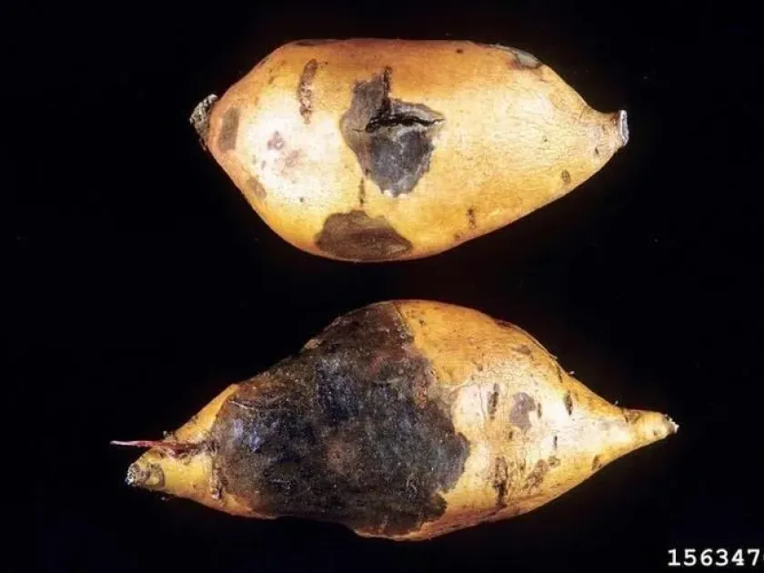 Ophiostoma fimbriatum