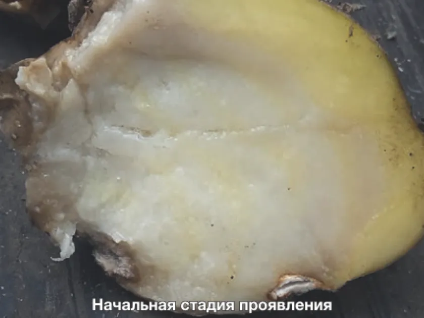 Пітіум ультимум