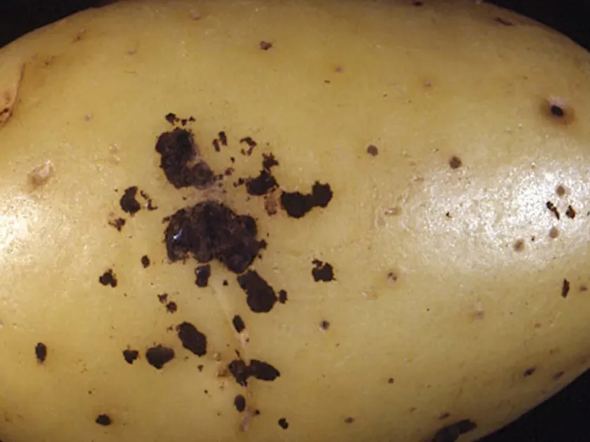 Rhizoctonia