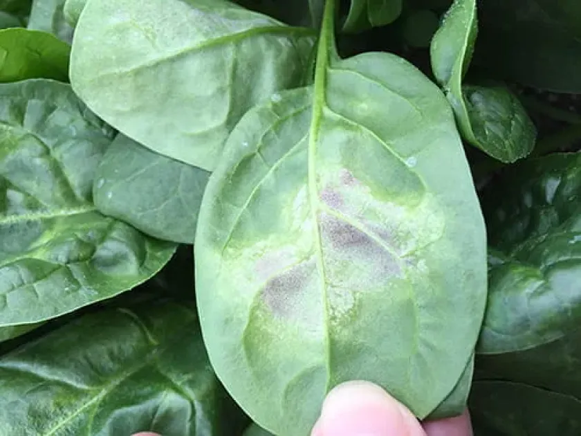 Spinach Downy Mildew