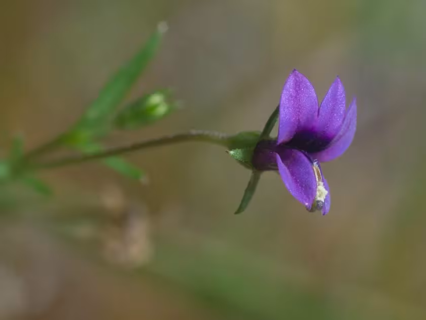 Monopsis