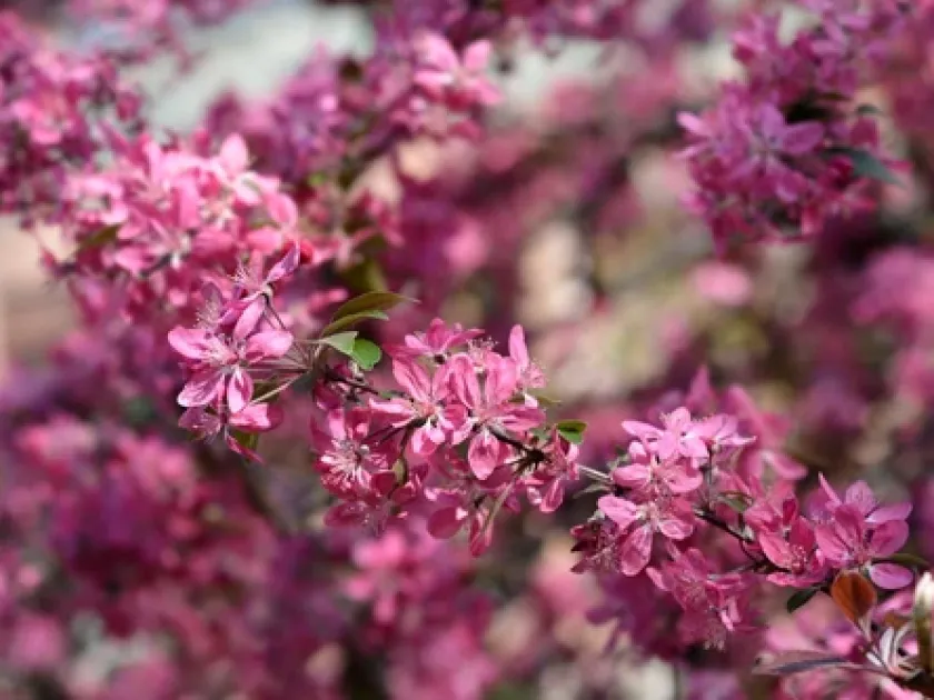 Hybrids of Malus domestica and Malus x purpurea