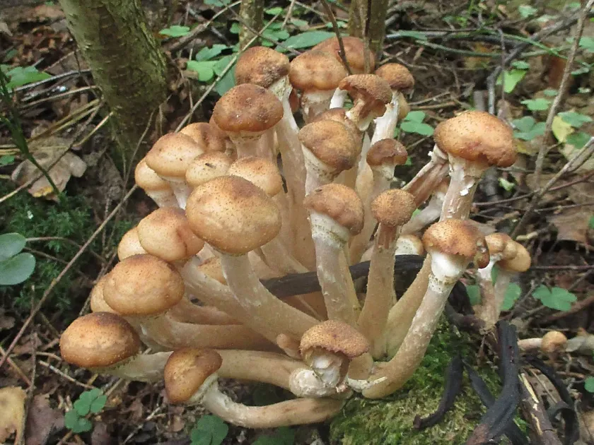 Honey fungus