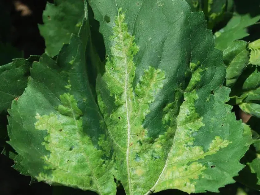 Sunflower downy mildew