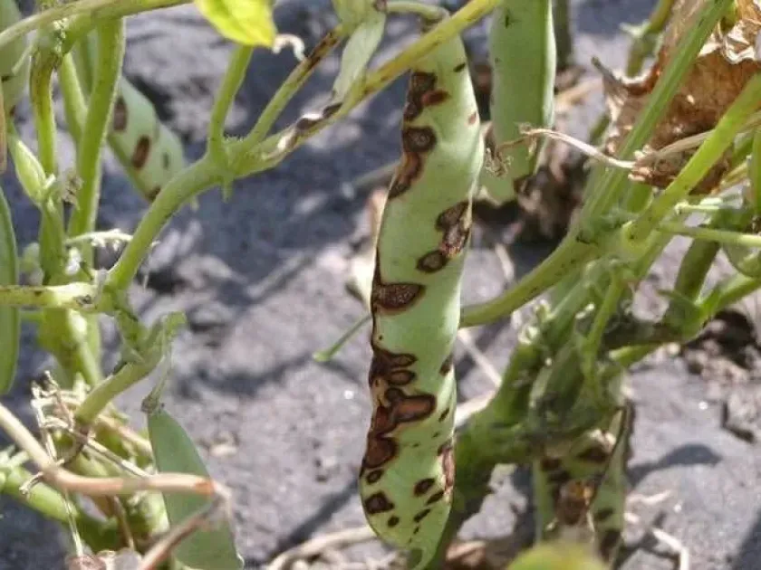 Bean stagonosporopsis blight