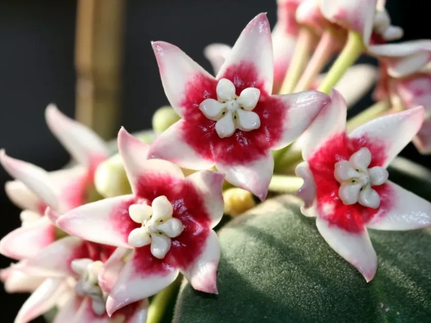 Хойя каліцина