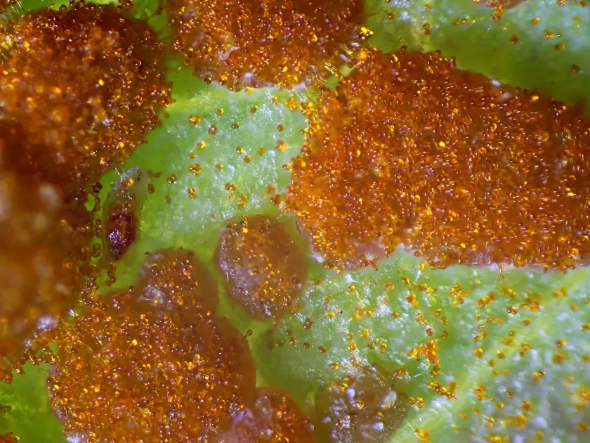 Uromyces coronatus