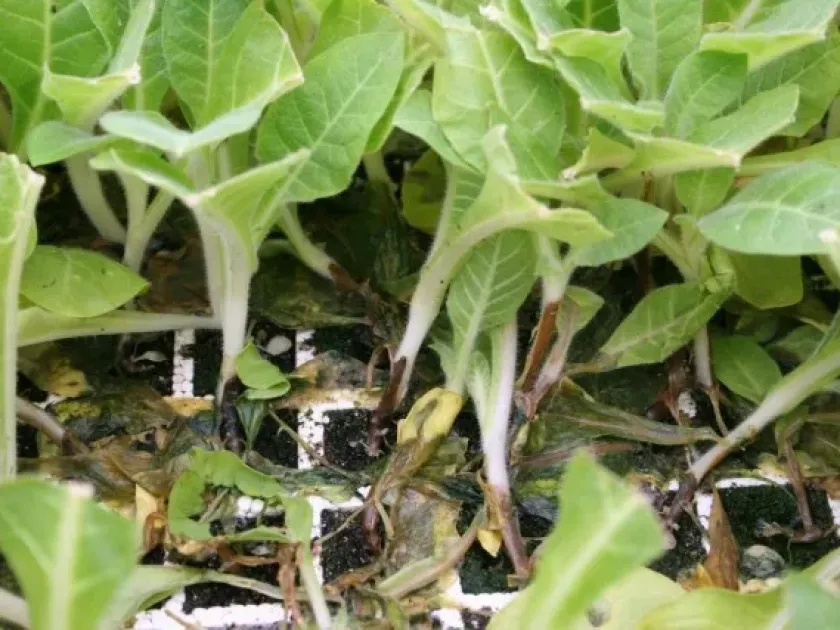 Pythium