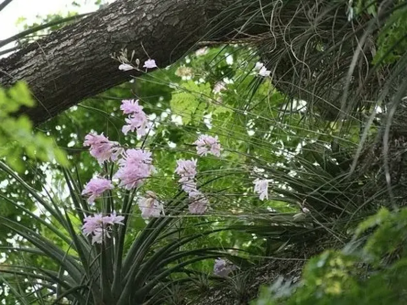 Broughtonia negrilensis