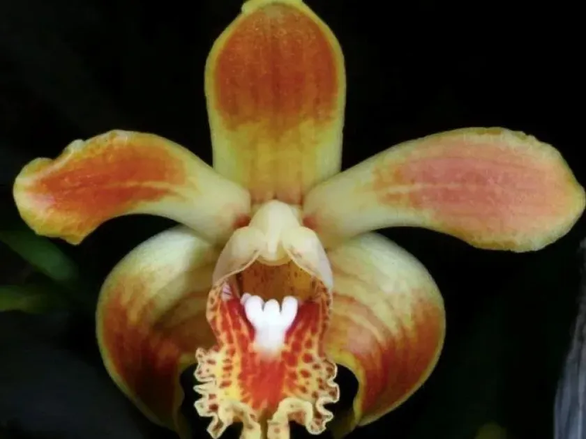 Chysis aurea