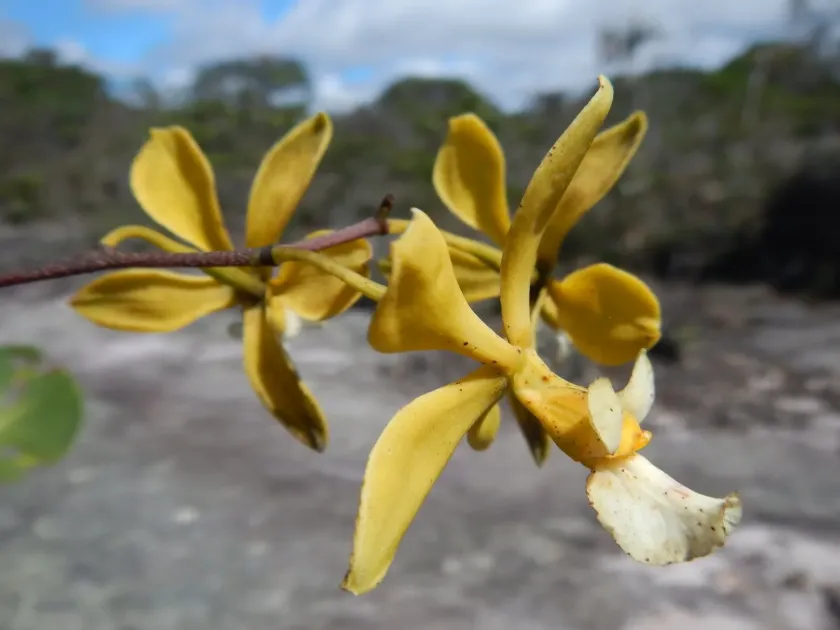 Encyclia alboxanthina