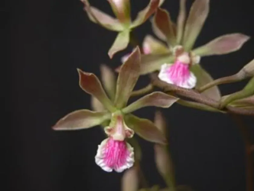 Encyclia xerophytica