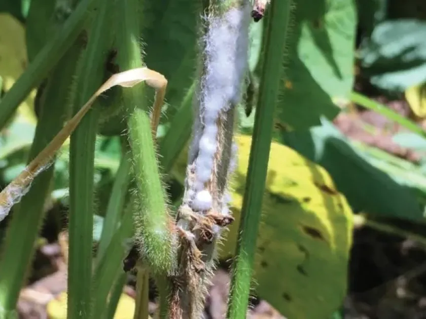 Sclerotinia