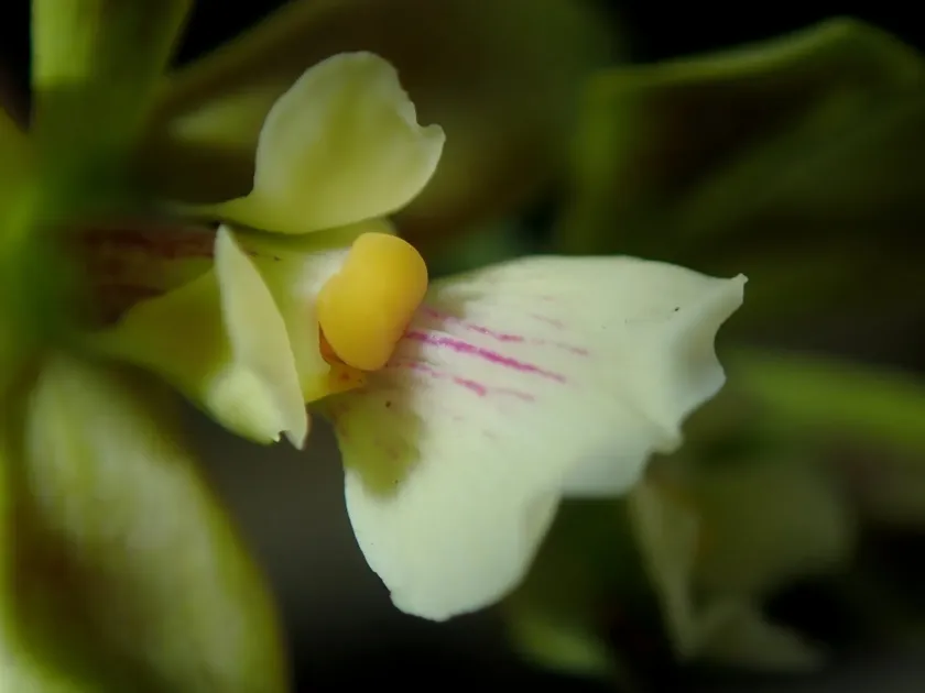 Encyclia patens