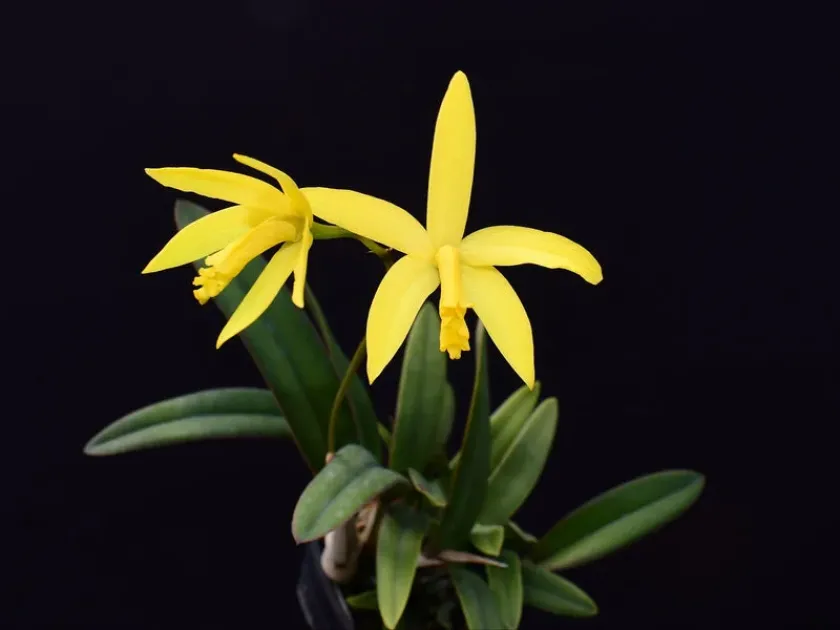 Cattleya flavasulina