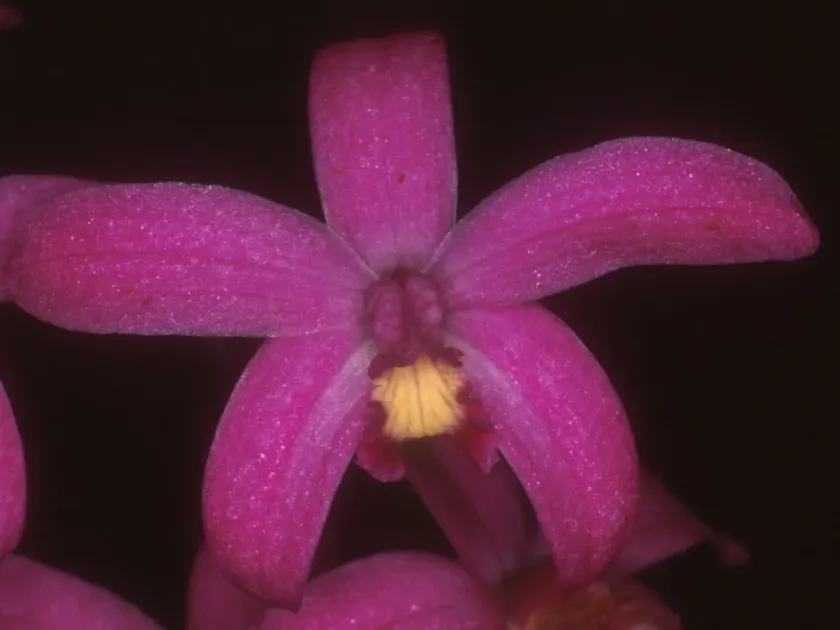 Cattleya tereticaulis