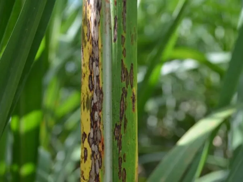 Sugarcane leaf spot