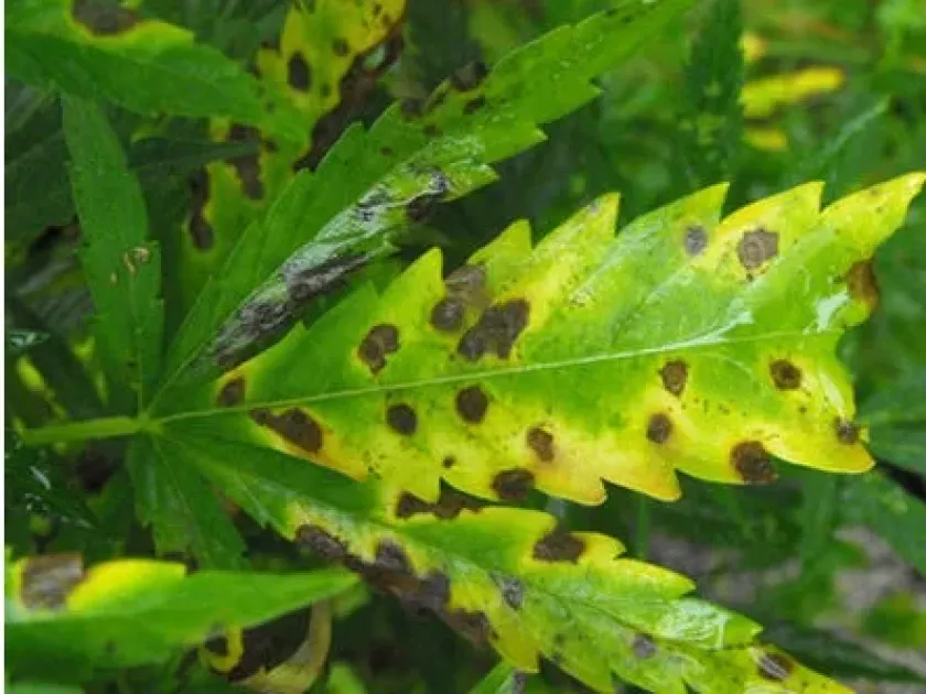 Bacterial leaf spot of hemp