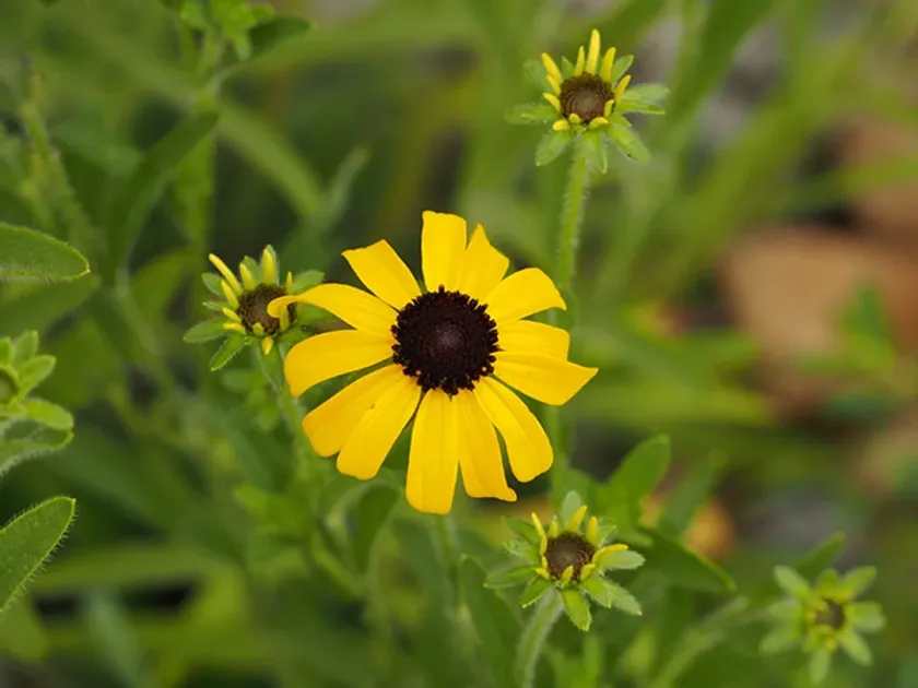 Missouri coneflower