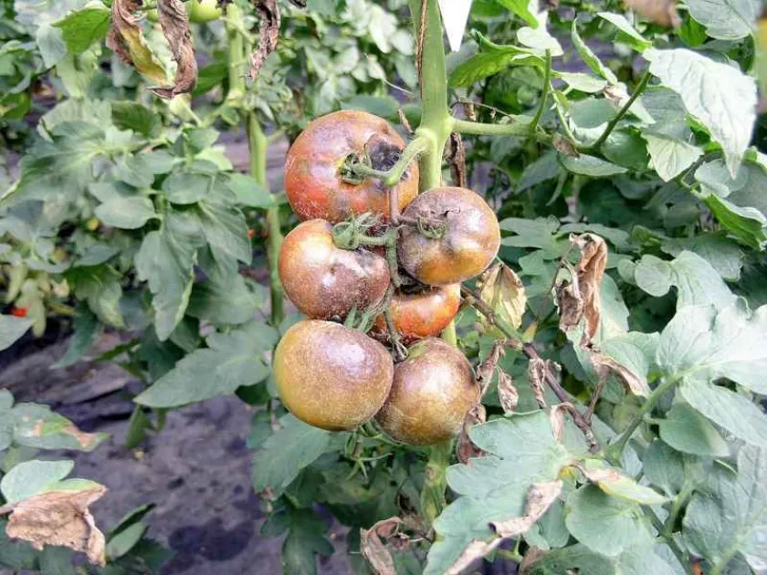 Tomato pith necrosis