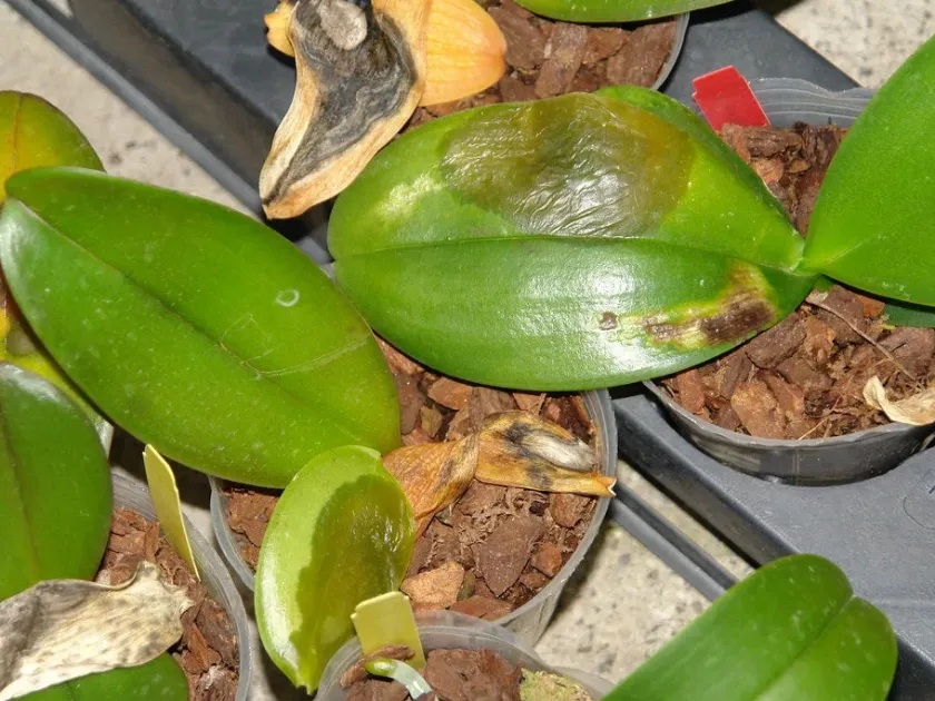 Pseudomonas cattleya