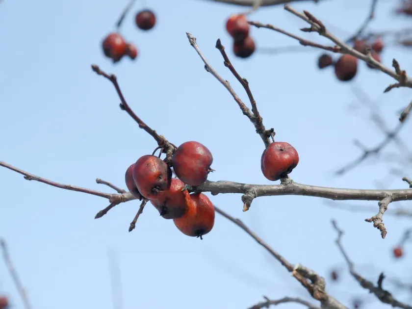 Purple transition apple