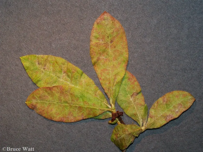 Azalea powdery mildew