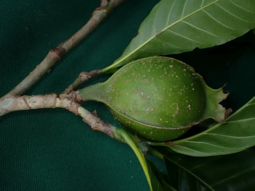 Gardenia tannaensis