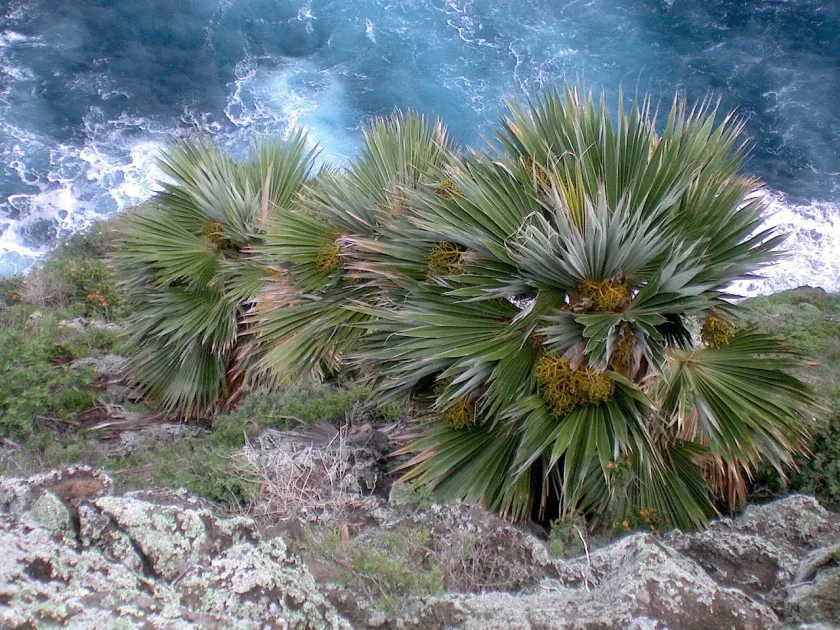 Pritchardia hillebrandii