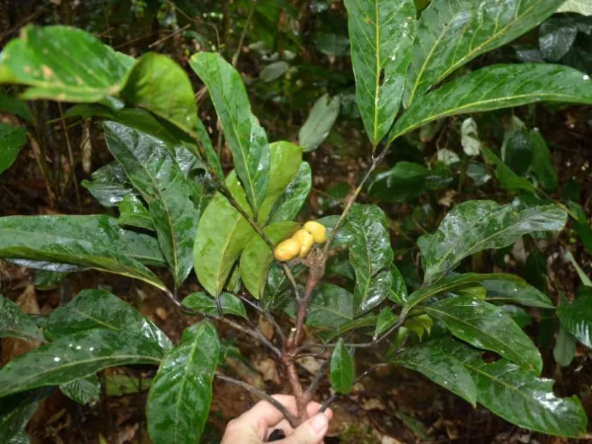 Santiria trimera