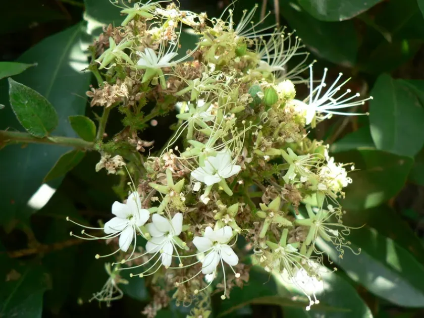 Hirtella zanzibarica