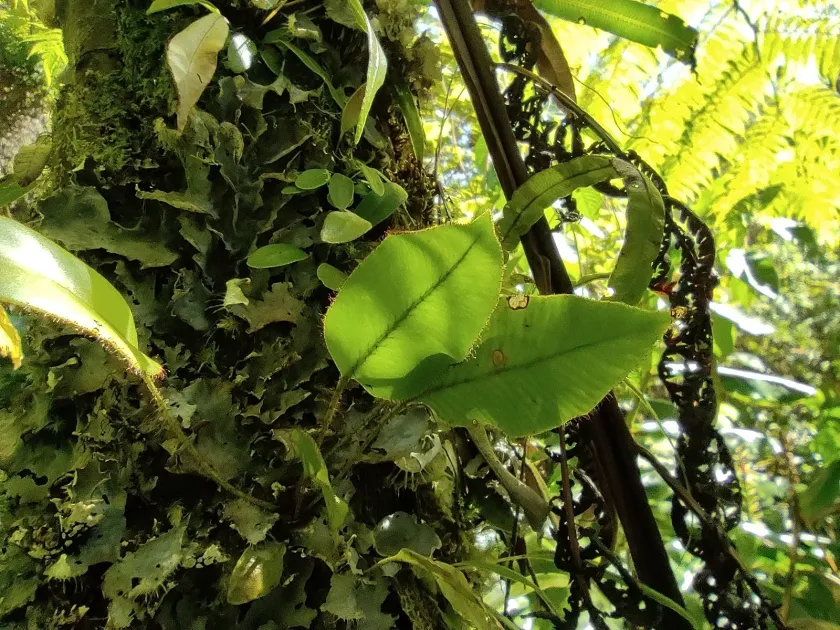 Elaphoglossum hybridum