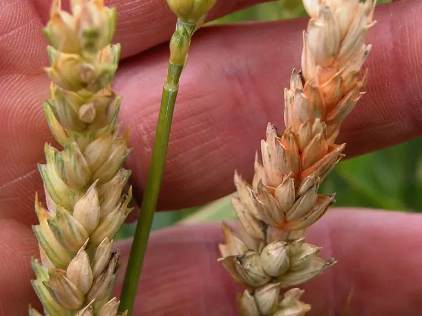 Cereal Fusarium