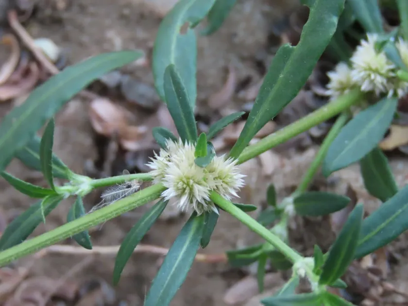 Sessile joyweed
