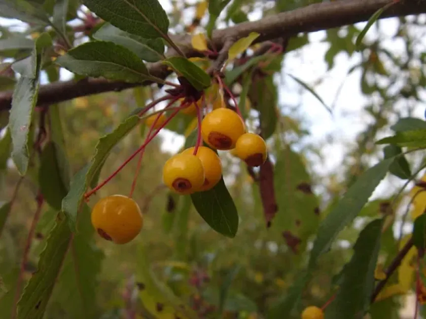 Cutleaf crabapple