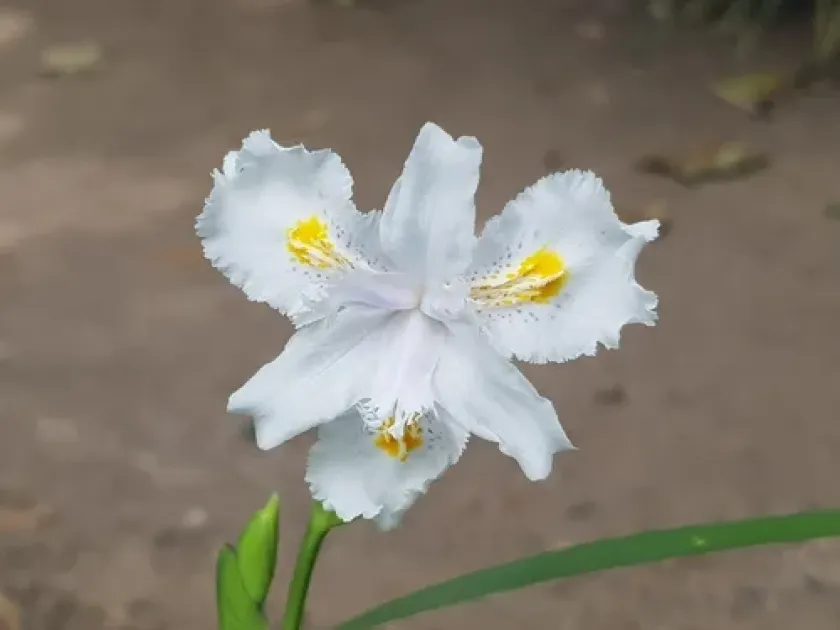 Bamboo iris
