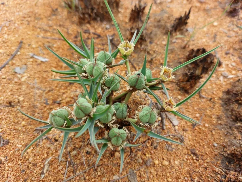 Euphorbia trichadenia