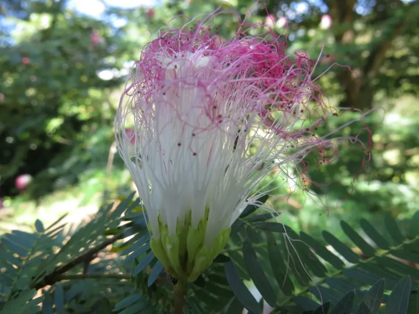 Calliandra riparia