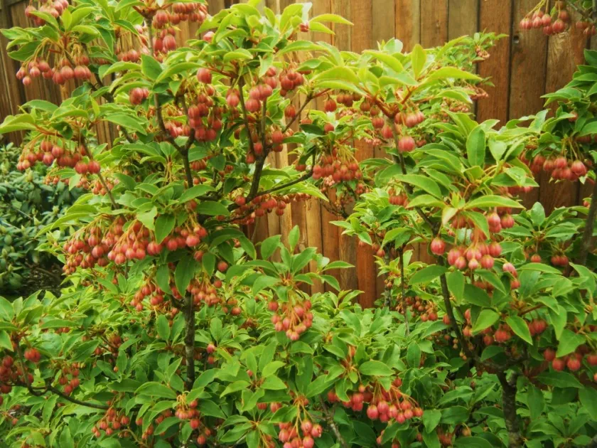 Enkianthus sikokianus