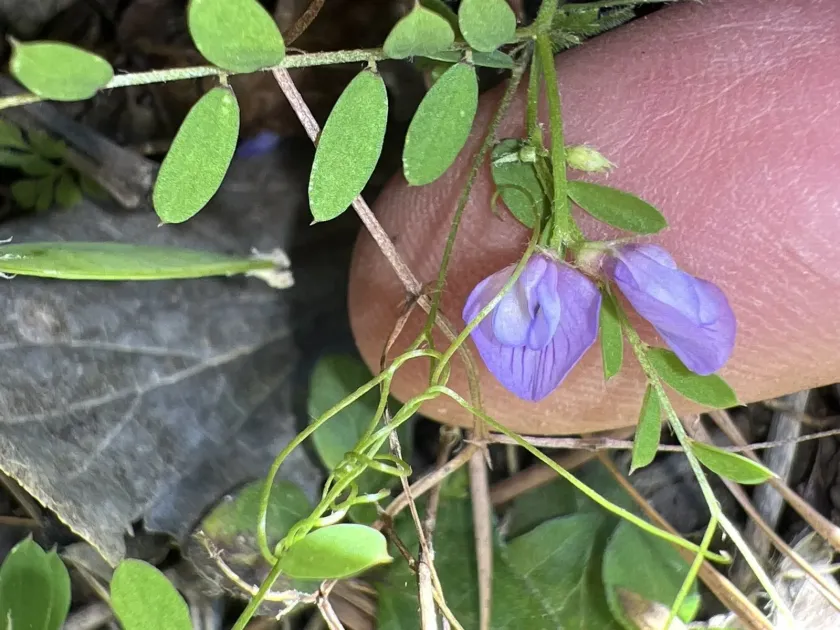 Vicia ludoviciana