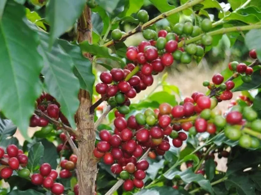 Coffee hybrids