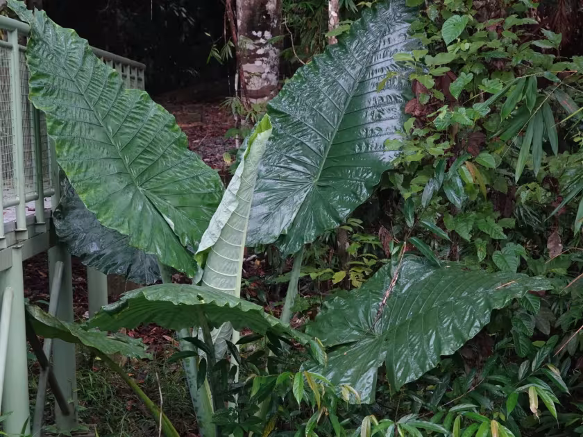 Alocasia robusta
