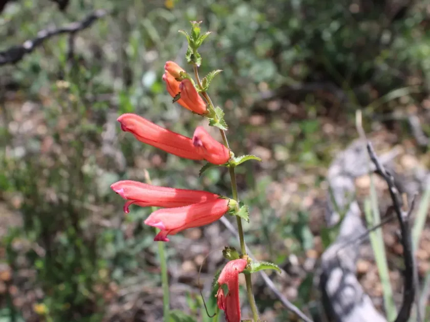 Lamourouxia rhinanthifolia