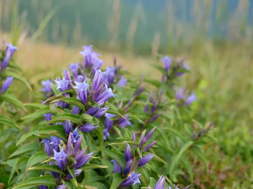 Gentiana yunnanensis