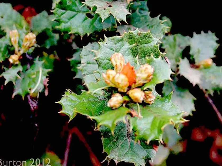 Holly-leaf oak