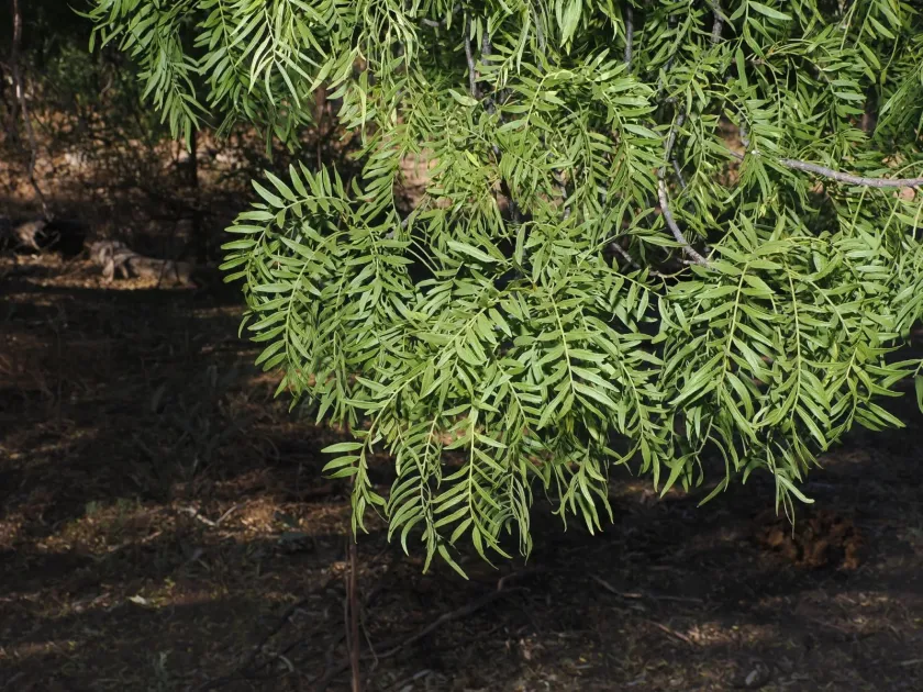 Owenia acidula
